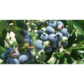 Vaccinium Corymbosum Bluecrop Blueberry Bush Fruit Plant Large 50-70cm Supplied in a 3 Litre Pot