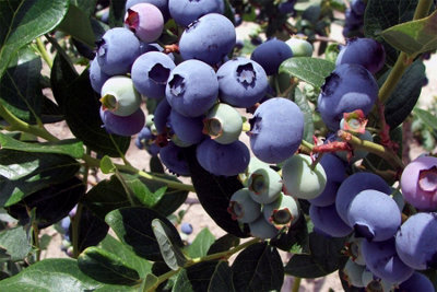 Vaccinium Corymbosum Duke Blueberry Bush Fruit Plant Large 50-70cm Supplied in a 3 Litre Pot