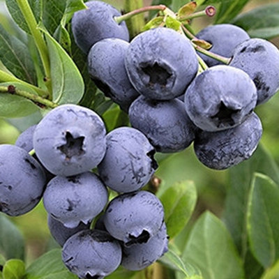 Vaccinium Goldtraube Plant - Abundant Berries, Compact Size, Cold-Hardy (10-30cm Height Including Pot)