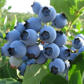 Vaccinium Spartan - Hardy Fruit Shrub, Blueberry Fruits, Low Maintenance (20-30cm Height Including Pot)