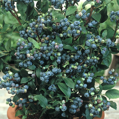 buy chinese money plant Buy Chinese Money Plant - Pilea peperomioides
