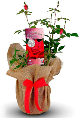 Valentine's Red Rose Plant - Rose Bush Gift Wrapped