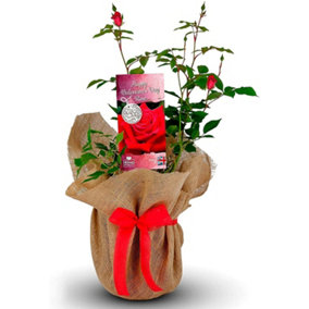 Valentine's Red Rose Plant - Rose Bush Gift Wrapped