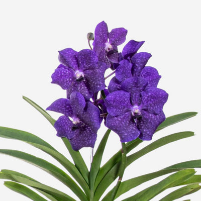 Vanda Orchid - Vanda Blue - Height 55-65cm