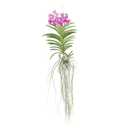 Vanda Orchid - Vanda Pink - Height 45-55cm