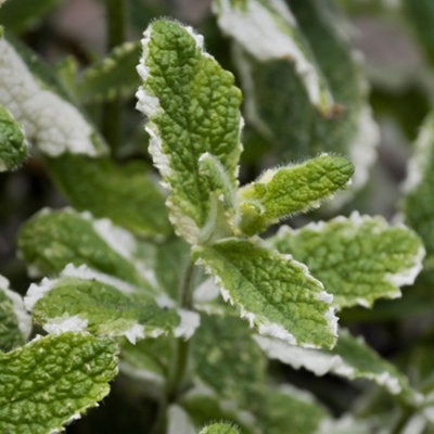 Variegated Applemint Herb Plant - Sweet Aroma, Compact Growth, Versatile (5-15cm Height Including Pot)