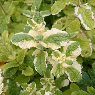 Variegated Applemint Herb Plant - Sweet Aroma, Compact Growth, Versatile (5-15cm Height Including Pot)