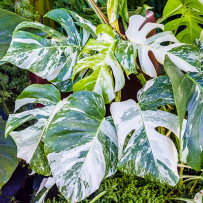Variegated Monstera Deliciosa - Rare and Exquisite, Ideal