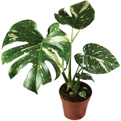 Variegated Monstera Deliciosa - Rare and Exquisite, Ideal