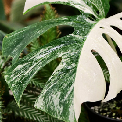 ⭐︎美株⭐︎ Monstera pertusa cv.'Variegata' 4号 ⭐︎美株⭐︎ Monstera pertusa cv.'Variegata' 4号 ⭐︎美株