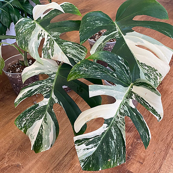 Variegated Monstera Deliciosa - Rare and Exquisite, Ideal Variegated Monstera Deliciosa - Rare and Exquisite, Ideal