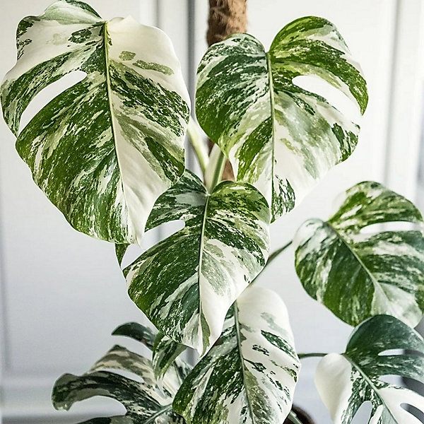 Variegated Monstera Deliciosa - Rare and Exquisite, Ideal Variegated Monstera Deliciosa - Rare and Exquisite, Ideal