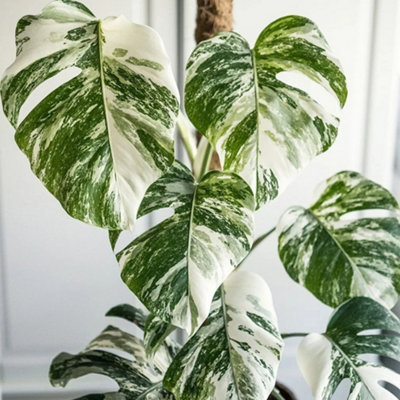variegated-monstera-deliciosa-