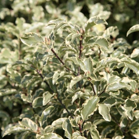 Variegatum Kohuhu Outdoor Shrub Plant Pittosporum Tenuifolium 2L Pot