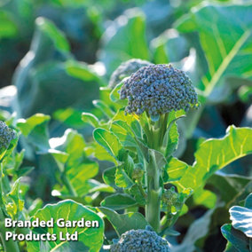 Vegetable Broccoli (Sprouting) Bellaverde (Sibsey) 22mm LL Plug Plant x 12