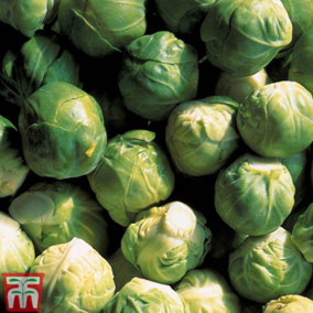 Vegetable Brussels Sprout Crispus 21mm LL Plug Plant x 10