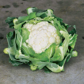 Vegetable Cauliflower Clapton 22mm LL Plug Plant x 1