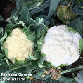 Vegetable Cauliflower Whitex 22mm LL Plug Plant x 12