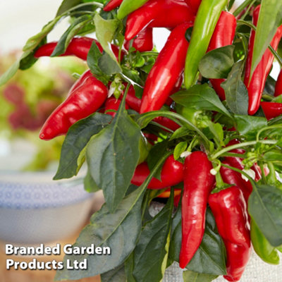 Vegetable Chilli Pepper Mild Patio Galaxy Red 9cm Pot x 1 (Peat Free)