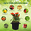 Vegetable Growing Bag Containers (3 Gallon - 5 Pack) Planter Bags to Grow Your Vegetables, Potatoes, Plants, Flowers