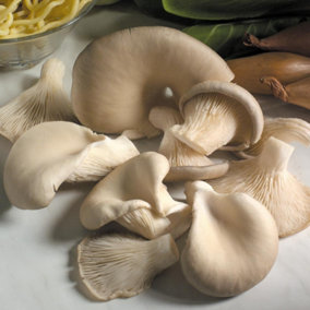 Vegetable Hard Good Organic Mushroom Windowsill Kit Grey Oyster 3 Litre Prepack x 1 Unit