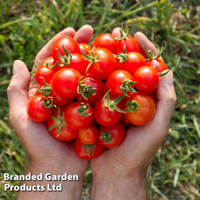 2025特集 Plug LL 21mm Delight Gardeners Tomato Vegetable Plant 6 x ロッド
