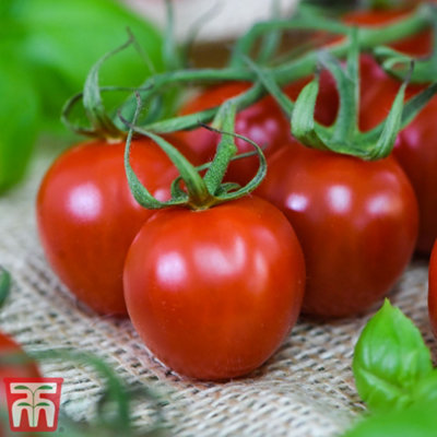Vegetable Tomato Rubylicious 21mm LL Plug Plant x 1 (Peat Free)