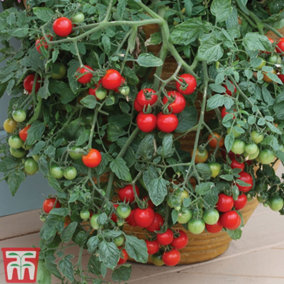 Vegetable Tomato Tumbling Tom Red 21mm LL Plug Plant x 3 (Peat Free)