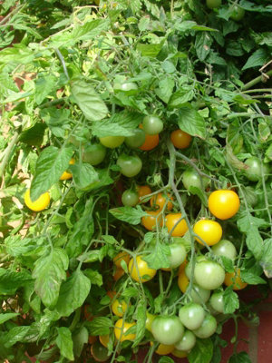 VEGETABLE TOWER VERTICAL PLANTER FLOOR STANDING