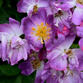Veilchenblau Rose Bush Purple Flowering Roses Rambler Rose 4L Pot