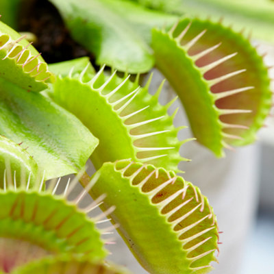 Venus Fly Trap - Carnivorous Dionea muscipula, Indoor Plant in 9cm Pot, Ideal for UK Homes, Easy Care (5-10cm Height)