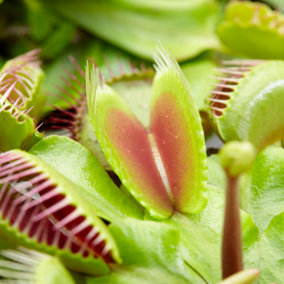 Venus Fly Trap Houseplant - Air Purifying Carnivorous Home Office Plant, Indoor Fly Catcher, Easy Care (5-10cm Height)