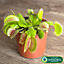 Venus Fly Trap Houseplant - Air Purifying Carnivorous Home Office Plant, Indoor Fly Catcher, Easy Care (5-10cm Height)