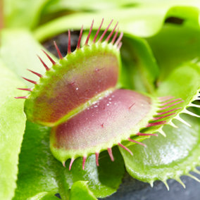Venus Fly Trap - Houseplant in 9cm Pot, Ideal for Home, Office, Kitchen, Low Maintenance Indoor Plant (5-10cm Height)