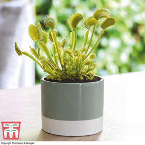 Venus Fly Trap Houseplant - Potted Plant x 1 (9cm pot)