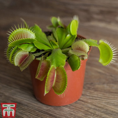 Venus Fly Trap Houseplant - Potted Plant x 1 - Carnivorous Plant -