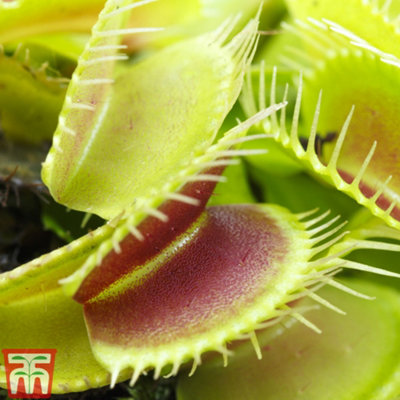 Venus Fly Trap Houseplant - Potted Plant x 1 - Carnivorous Plant - - 3
