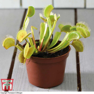 Venus Fly Trap Houseplant - Potted Plant x 1 - Carnivorous Plant - - 4