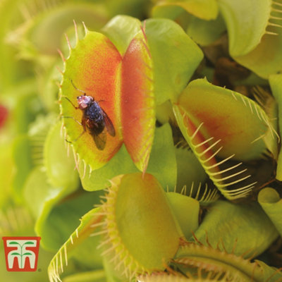 Venus Fly Trap Houseplant - Potted Plant x 1 - Carnivorous Plant - - 6