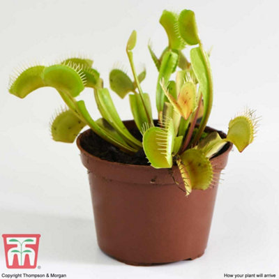 Venus Fly Trap Houseplant - Potted Plant x 1 - Carnivorous Plant - - 7