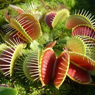 Venus Fly Trap - Indoor House Plant for Home Office, Kitchen, Living Room - Potted Houseplant (5-10cm Height)