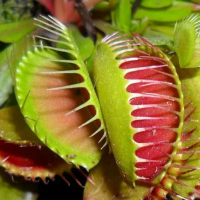 Venus Fly Trap - Indoor House Plant for Home Office, Kitchen, Living Room - Potted Houseplant (5-10cm Height)