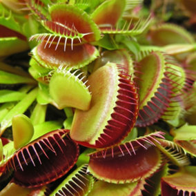 Venus Fly Trap Plant 'Dionaea muscipula' Jumbo Plant in 12cm Pot - Easy to Care Exotic Plants for Home & Office - Carnivorous Indo
