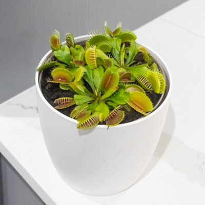 Venus Fly Trap Plant 'Dionaea muscipula' Jumbo Plant in 12cm Pot - Easy to Care Exotic Plants for Home & Office - Carnivorous Indo