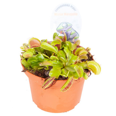 Venus Fly Trap Plant 'Dionaea muscipula' Jumbo Plant in 12cm Pot - Easy to Care Exotic Plants for Home & Office - Carnivorous Indo - 3