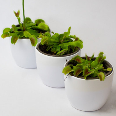 hobbit jade plant Crassula Sunset Hobbit Jade Succulent  Just Succ It