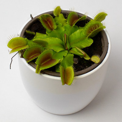Venus Fly Trap Plant x 3 - House Plants supplied in 9cm Pots, make great spider catcher & plant gifts