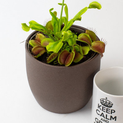 Venus Fly Trap Plant x 3 - House Plants supplied in 9cm Pots, make great spider catcher & plant gifts