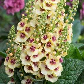 Verbascum Dark Eyes - Hardy Perennial, Striking Blooms (10-20cm Height Including Pot)