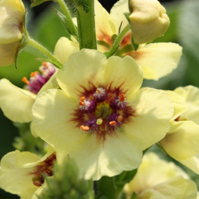 Verbascum Dark Eyes - Hardy Perennial, Striking Blooms (10-20cm